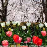 円通寺の桜とチューリップ