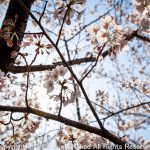 透かし桜