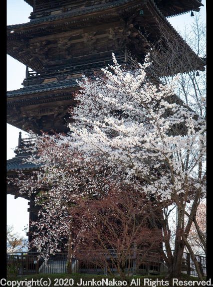 五重塔と桜