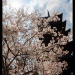 五重塔と桜