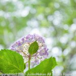 透かし紫陽花