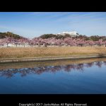 春の倉敷川