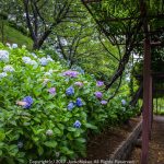 種松山公園　アジサイのころ