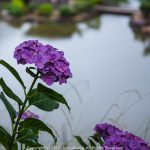 種松山公園　アジサイのころ