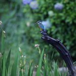 カワセミ