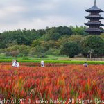 赤米と五重塔