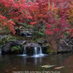まきび公園の紅葉